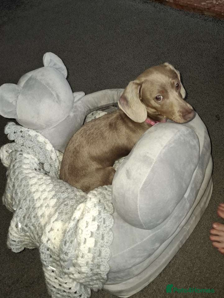 Miniature Dachshund dogs for sale: Beautiful Bonnie (Isabel and tan)  - Advert 1