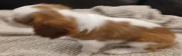Cavalier King Charles Spaniel dogs for sale: Handsome Cavalier King Charles Spaniel Puppies  - Advert 3