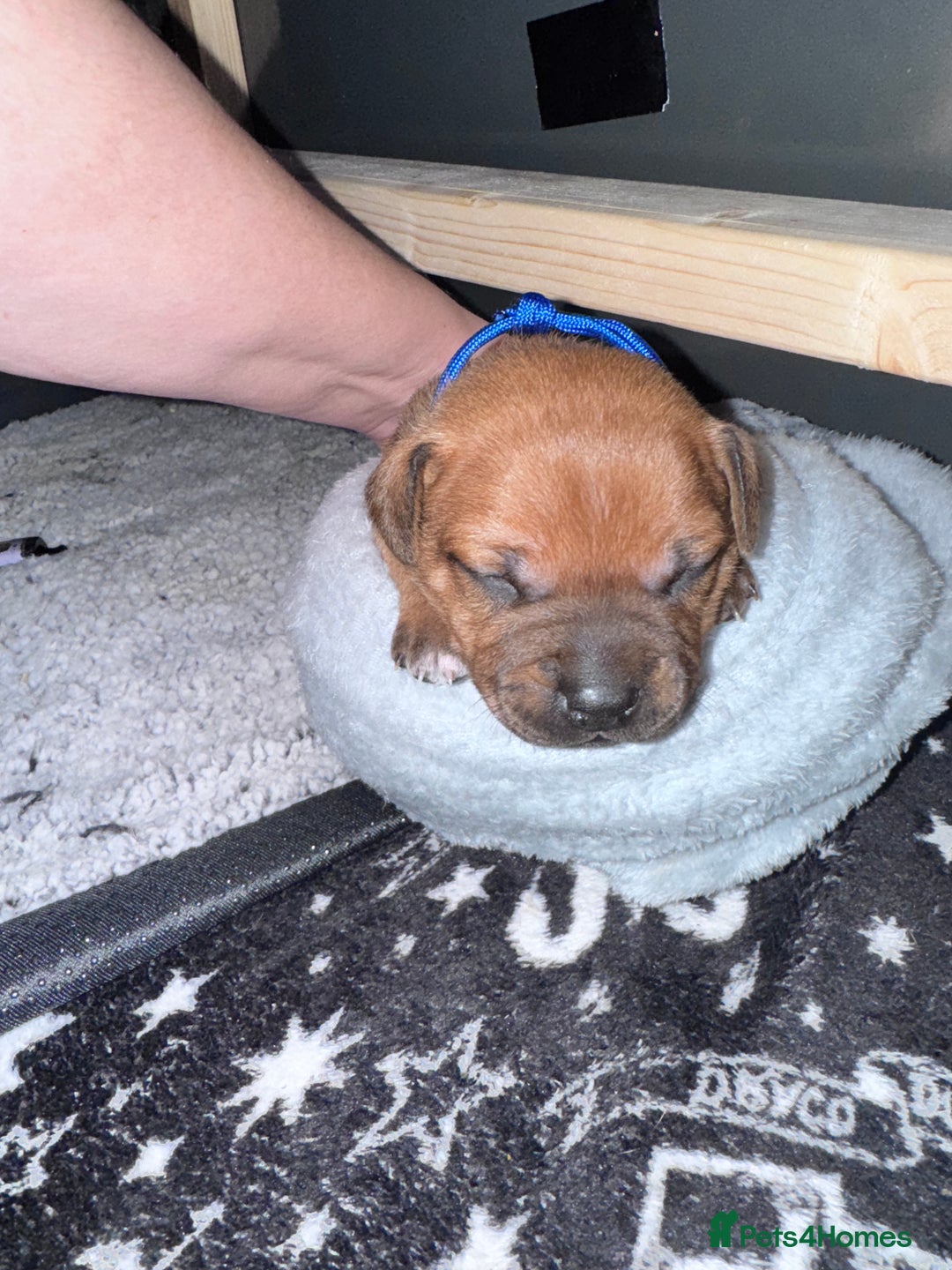 Staffordshire Bull Terrier dogs for sale: Beautiful litter of red staffy pups - Advert 3