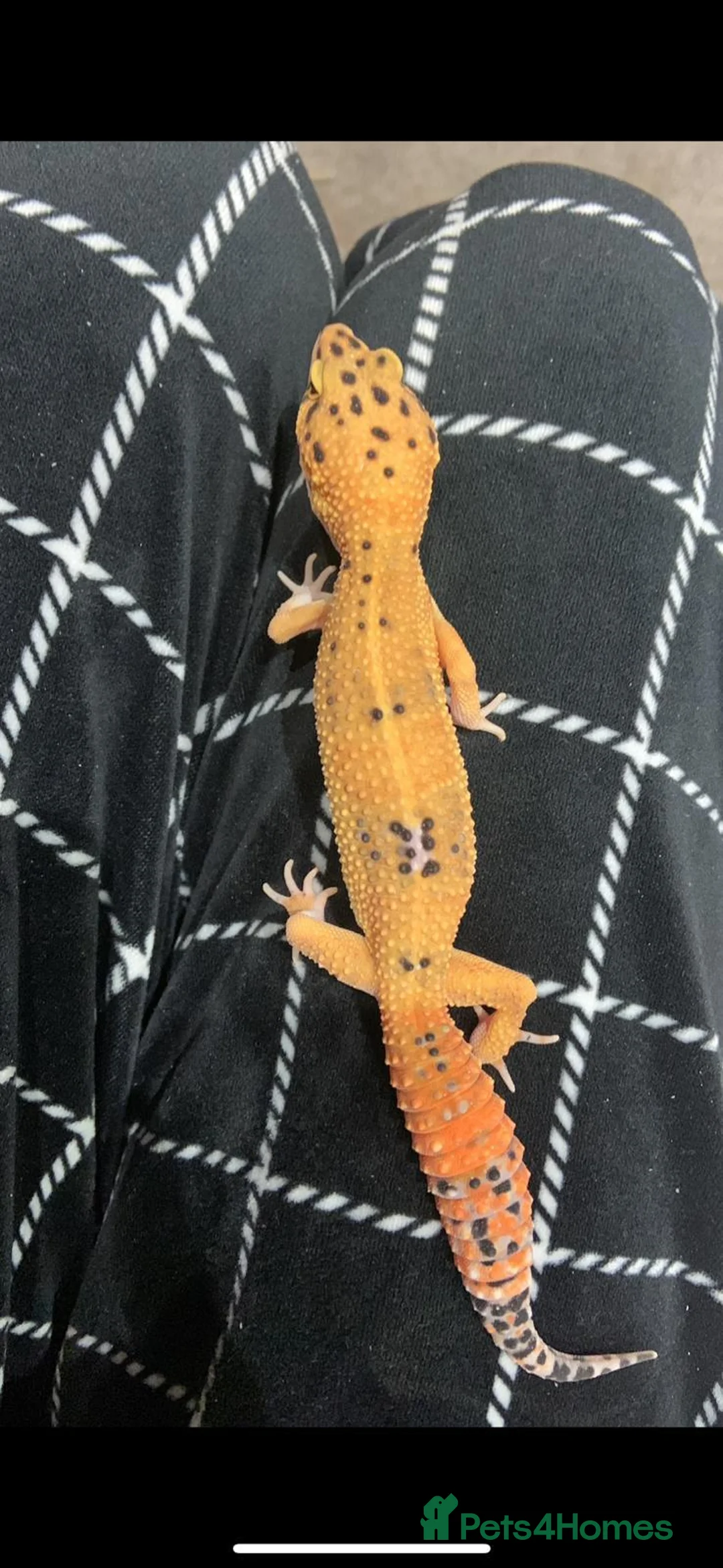 Gecko reptiles for sale: Female Gecko in Ashford - Advert 1