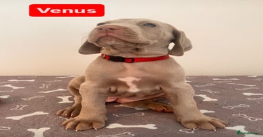 Weimaraner dogs - Advert 1