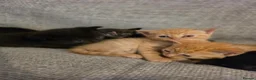 British Shorthair cats for sale: Kittens for sale - Advert 8