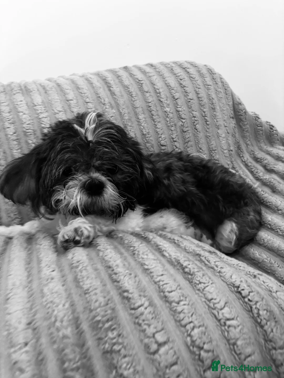 Shih Tzu dogs for sale: Shih tzu puppies  in Cumnock - Advert 8
