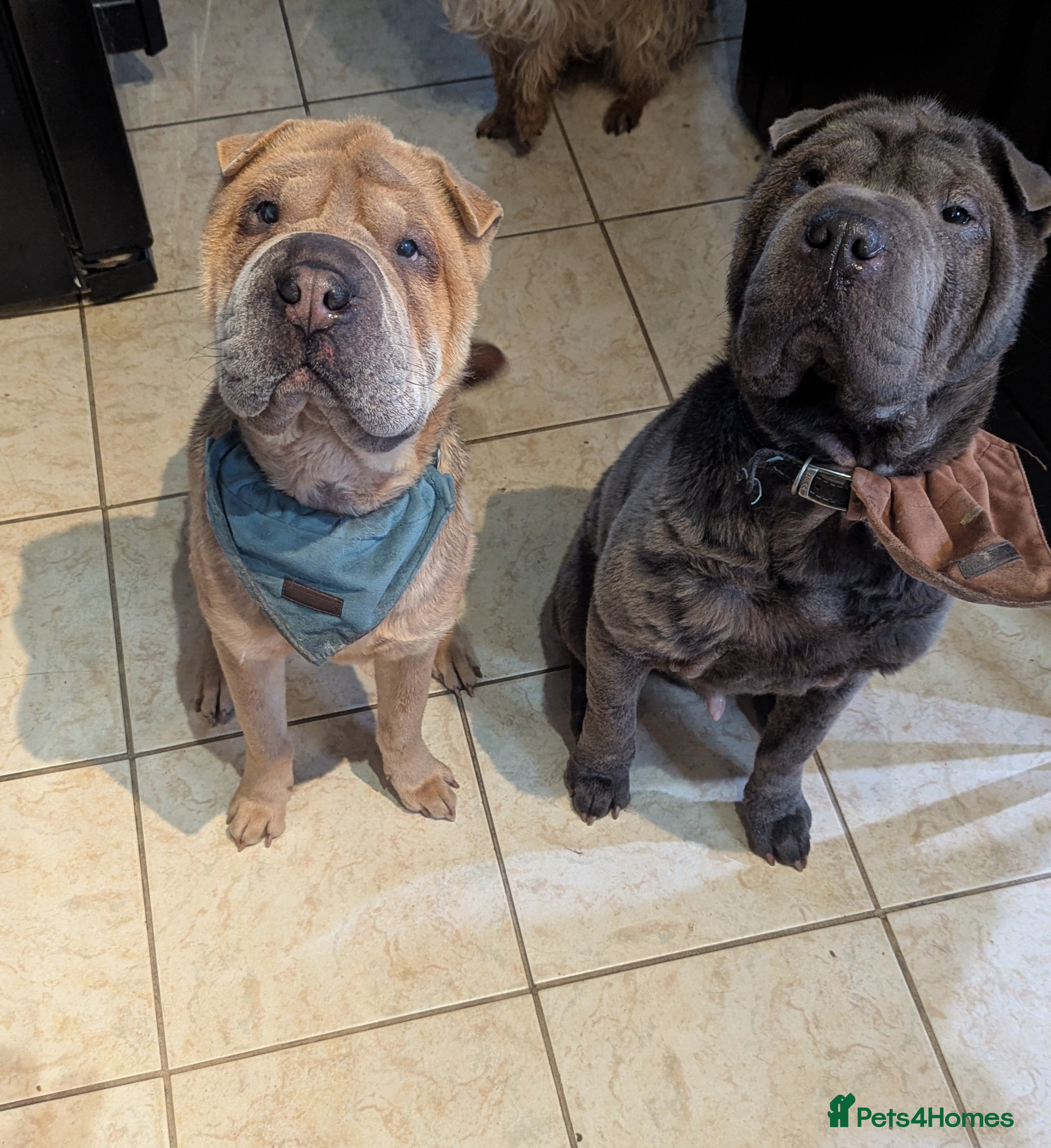 Shar Pei dogs Two year old male Shar pei Cooper - Advert 7