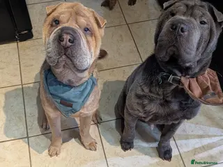 Shar Pei dogs Two year old male Shar pei Cooper - Advert 7