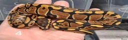 Python Snake reptiles for sale: Hatchling Royal Python's Females  - Advert 2