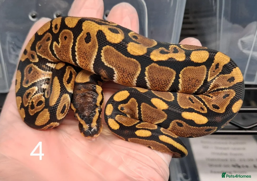 Python Snake reptiles for sale: Hatchling Royal Python's Females  - Advert 2