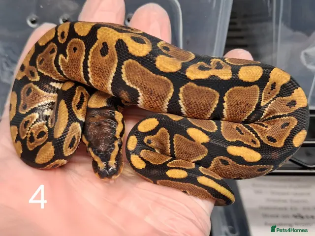 Python Snake reptiles for sale: Hatchling Royal Python's Females - Advert 2
