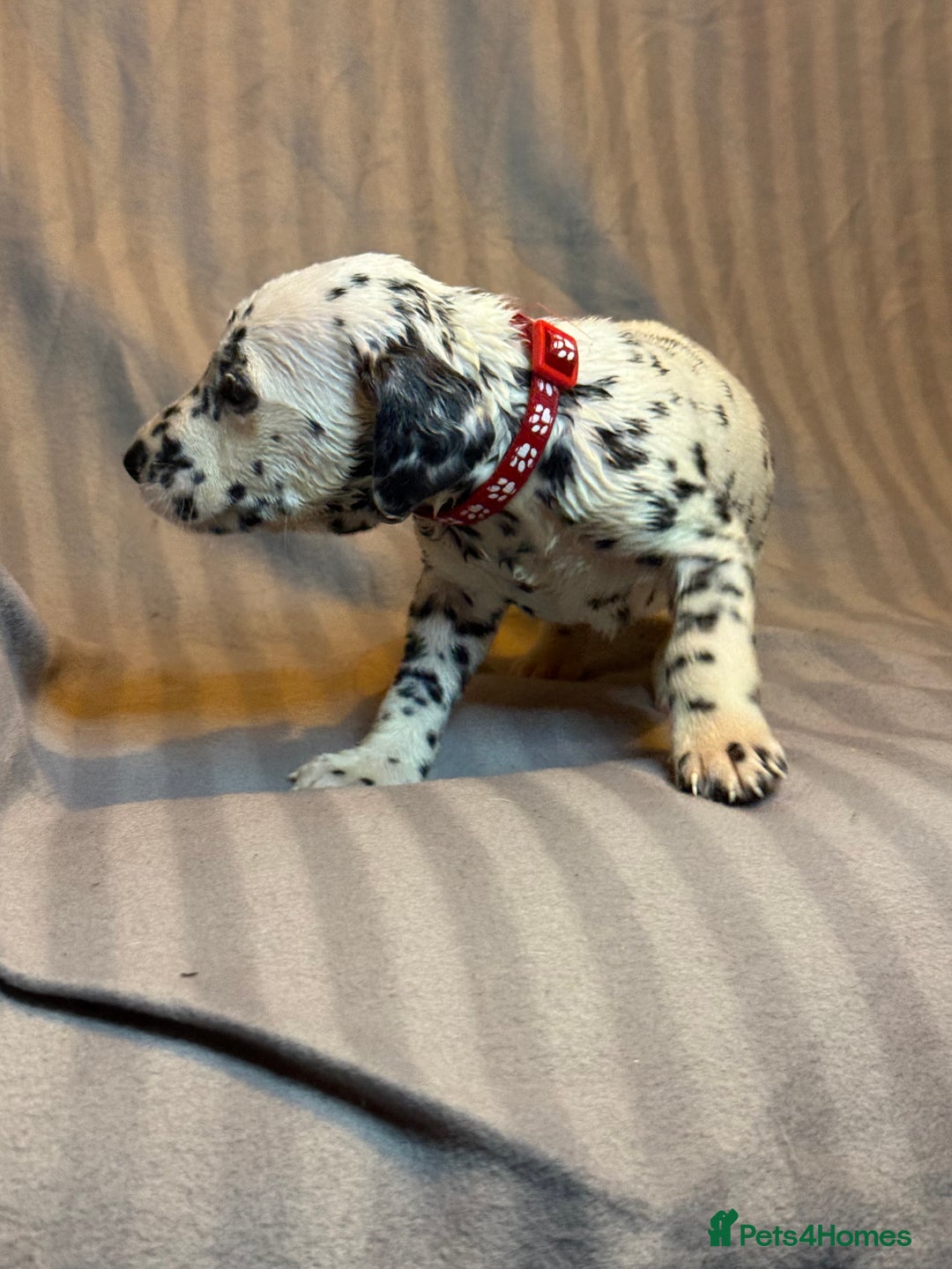 Dalmatian dogs for sale: Ready to Home Dalmatian Puppies  - Image 36