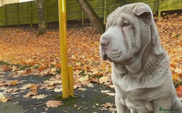 Shar Pei dogs for stud: EXPERIENCED LICAC DILUTE STUD **WELL PROVEN** in Wetherby - Image 7
