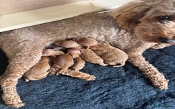 Miniature Poodle dogs for sale: KC registered Miniature Red poodles for Sale - Image 15