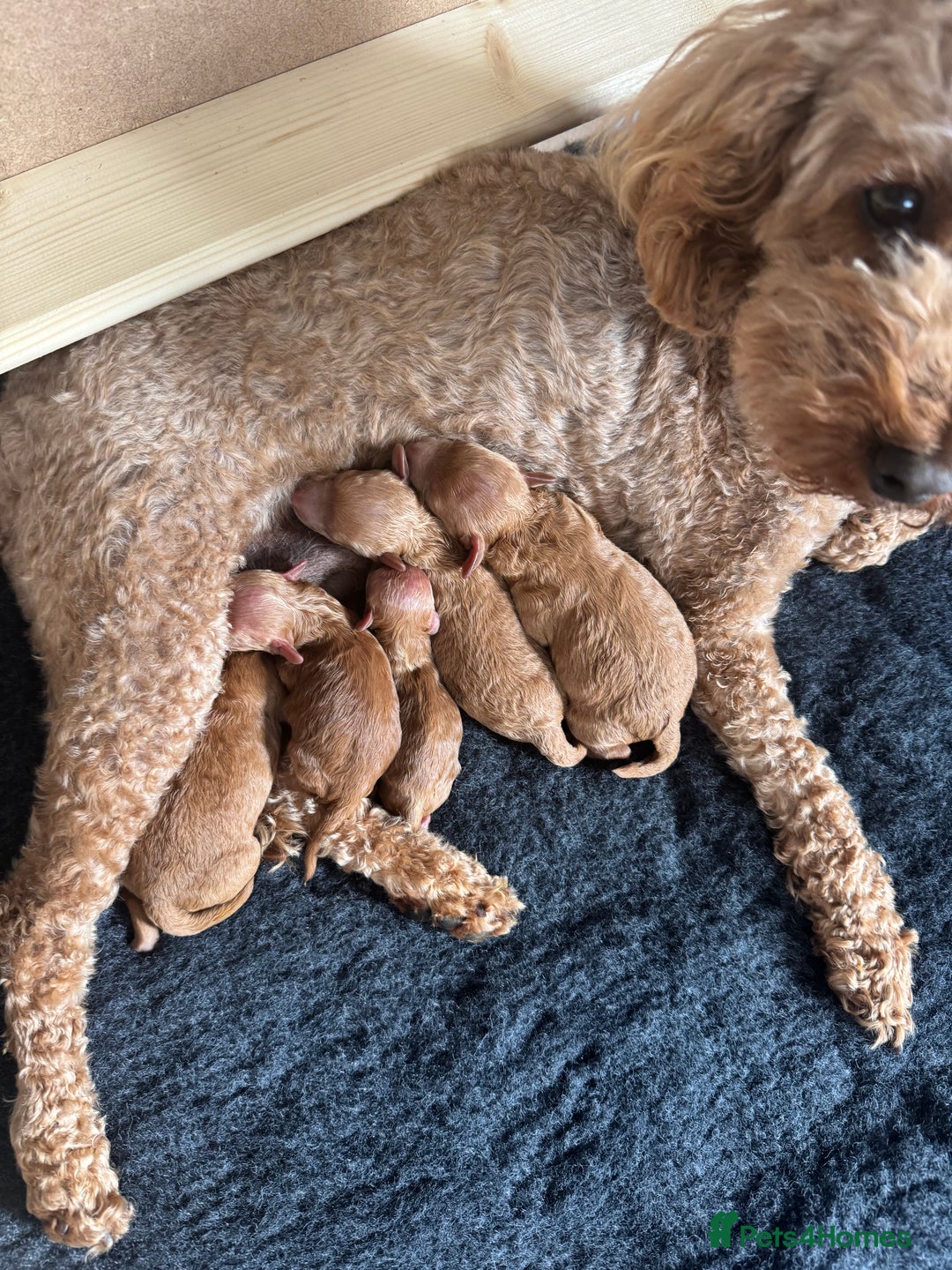 Miniature Poodle dogs for sale: KC registered Miniature Red poodles for Sale - Image 15