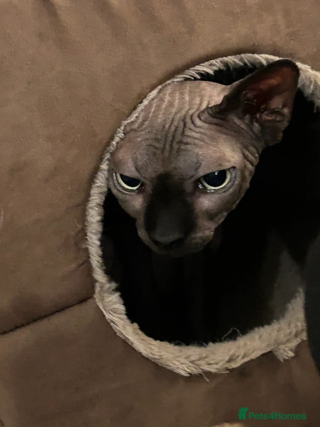 Sphynx cats for sale: Meet aria and raven looking for there forever home - Advert 2
