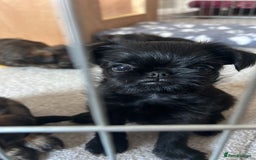 Griffon Bruxellois dogs for sale: Griffon Bruxellois Puppies - Image 6