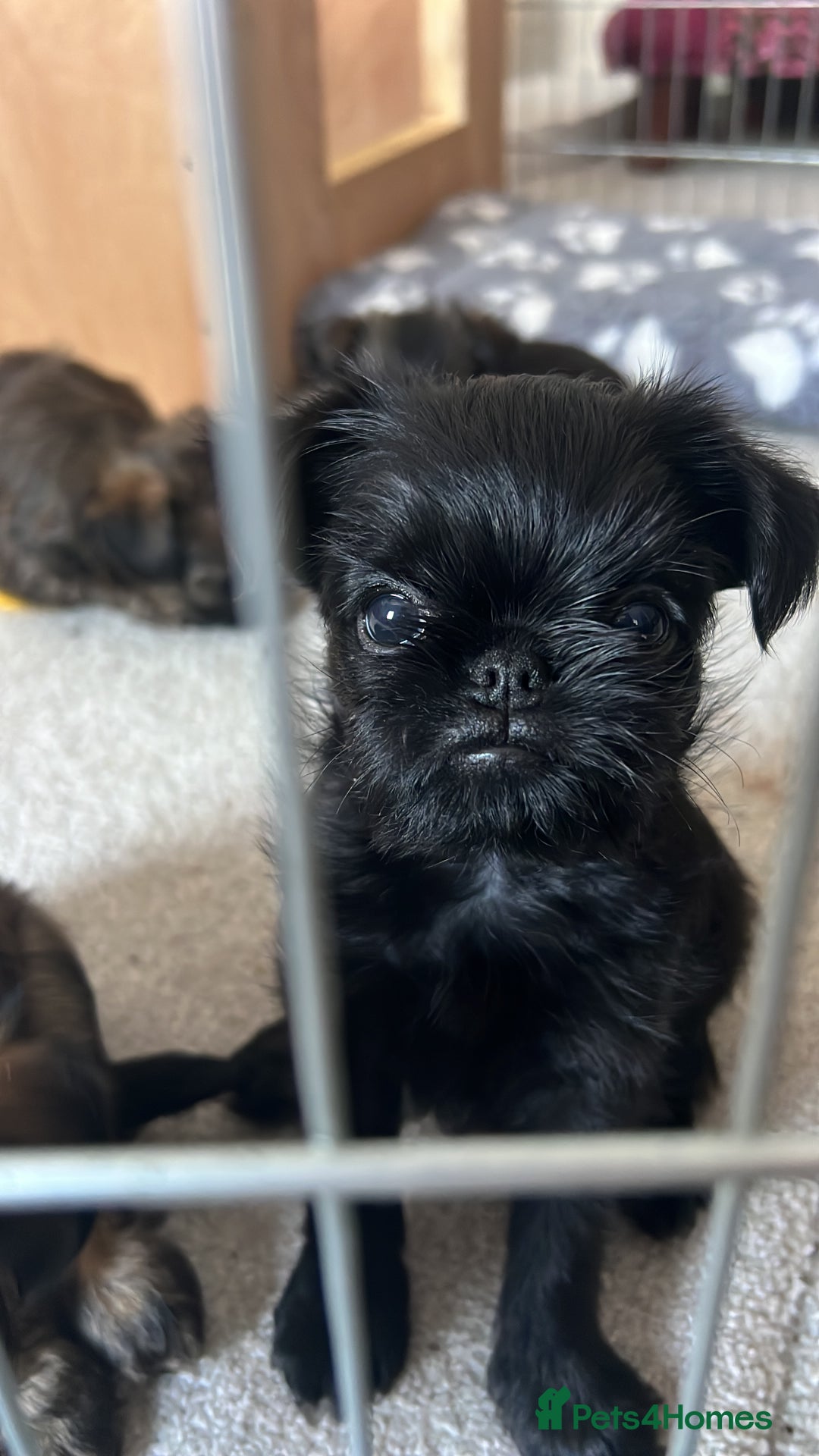 Griffon Bruxellois dogs for sale: Griffon Bruxellois Puppies - Image 6