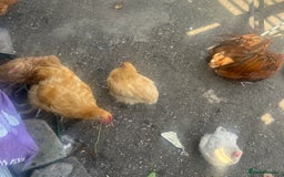 Chickens poultry for sale: Poultry for sale  in Chelmsford - Image 7