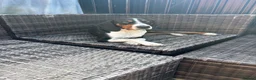 Mixed Breed dogs for adoption: Bingo, male, 1.5 years old, good with dogs  in Swindon - Advert 6