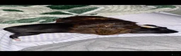 Guinea Pig rodents for sale: Guinea pigs for sale  - Advert 3