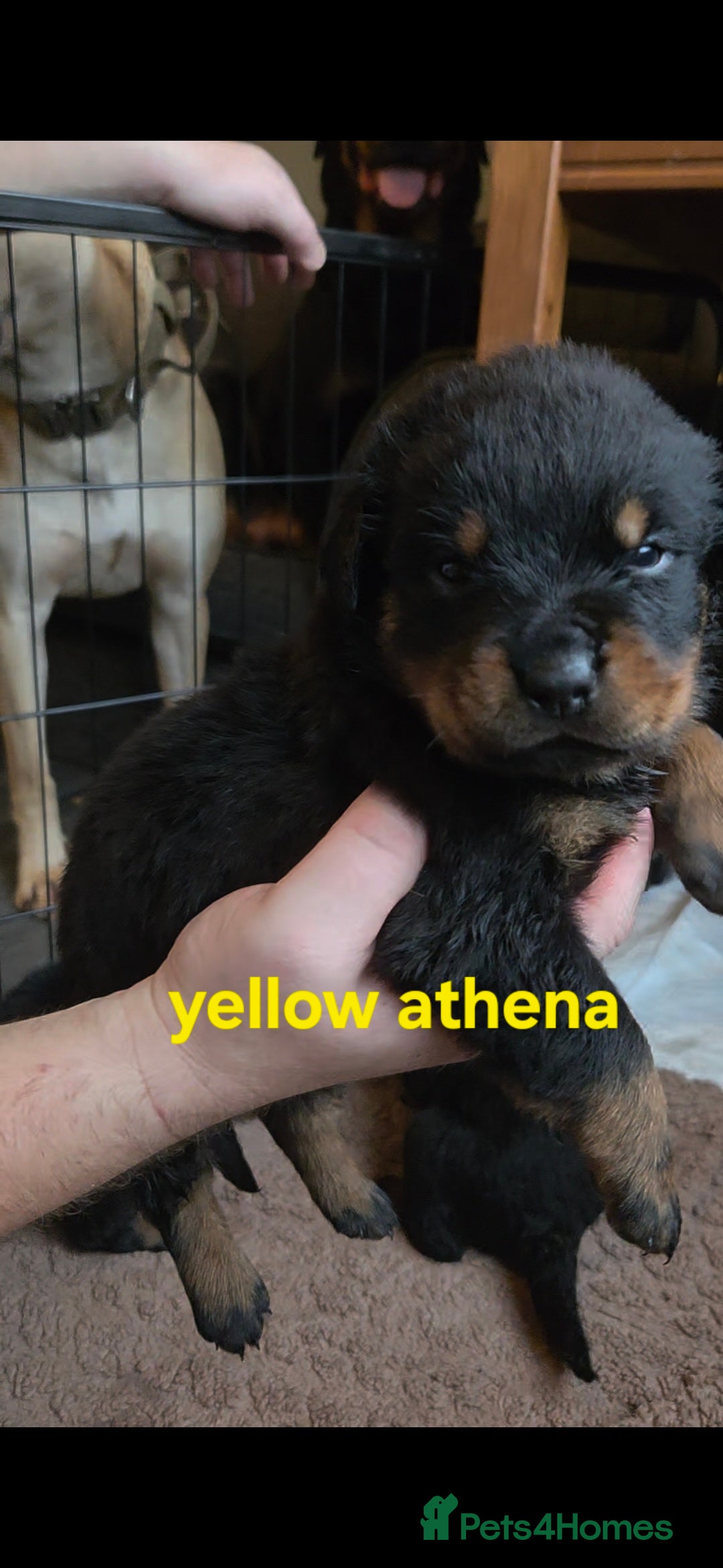 Rottweiler dogs for sale: Rottweiler puppies - Advert 29