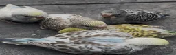 Mixed Breed birds for sale: Baby, tame, breeding birds clearance - Advert 5