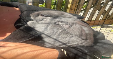 Continental Giant rabbits - Advert 1