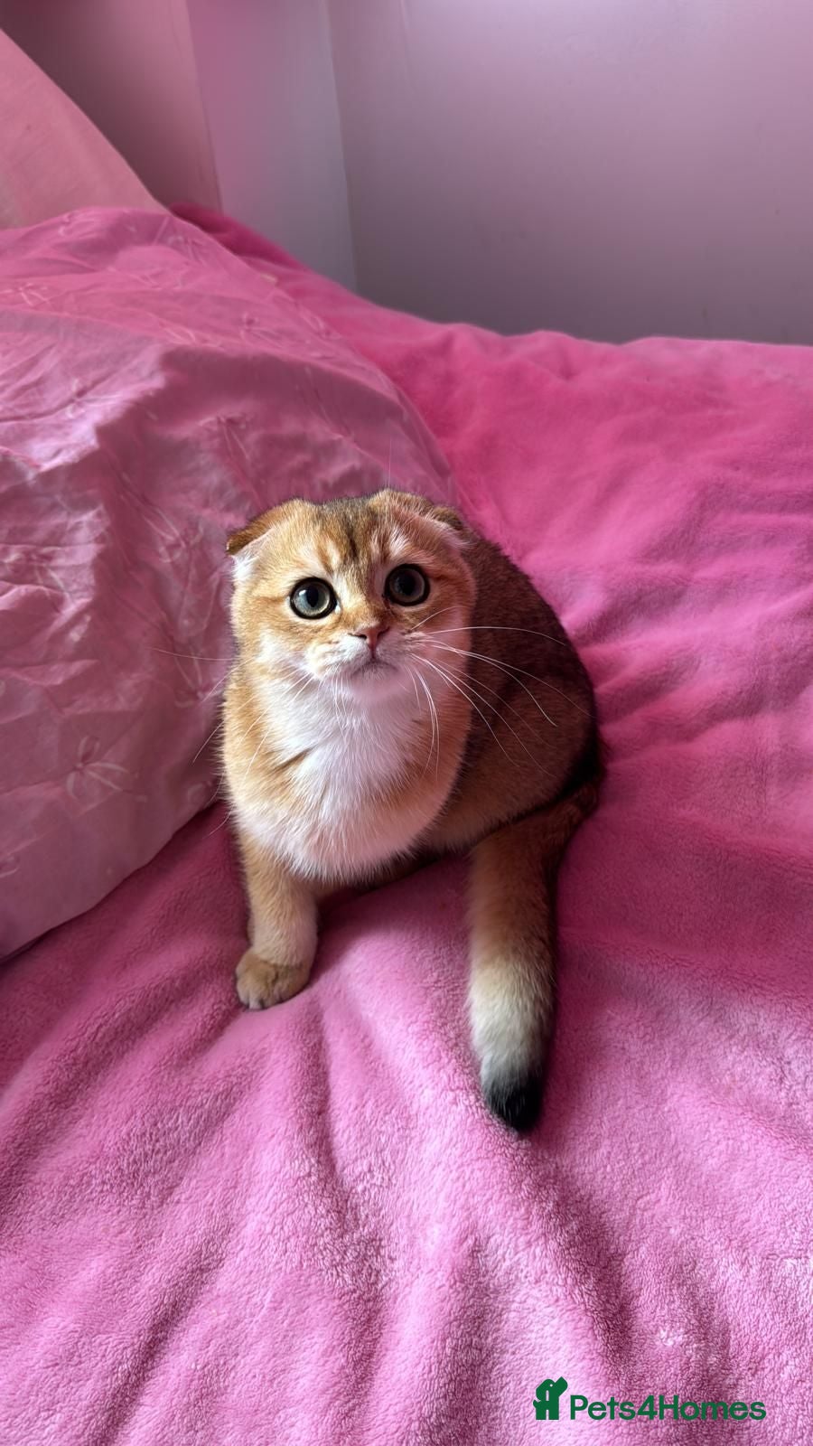 Scottish Fold cats 🐾 TICA Registered Scottish Fold Boy  🩵 - Advert 2