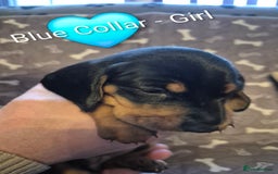 Dachshund dogs for sale: Standard Dachshund Puppies - Advert 10