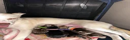 Mixed Breed dogs for sale: Beautiful Staffie cross puppies - Advert 29