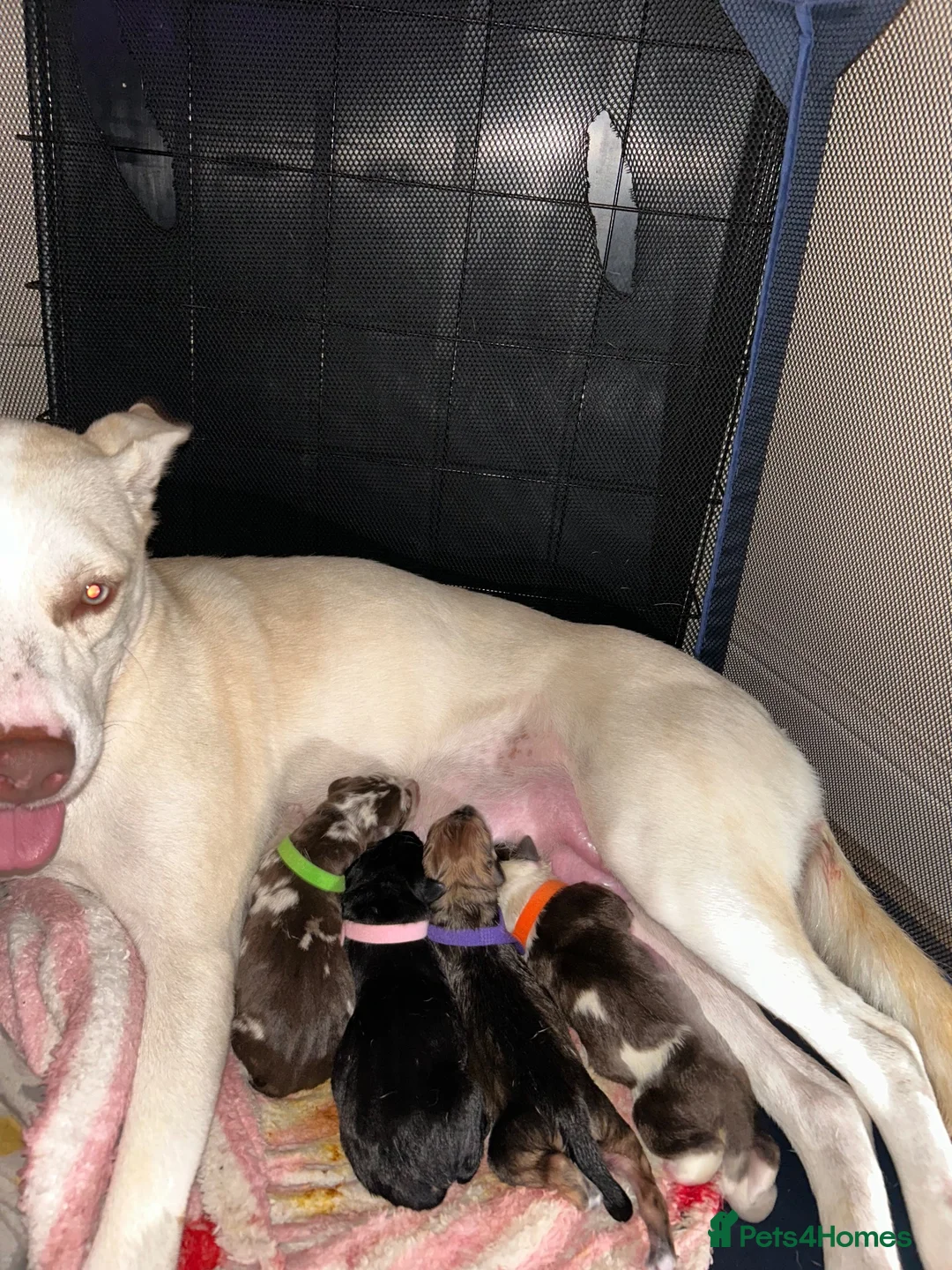 Mixed Breed dogs for sale: Beautiful Staffie cross puppies - Advert 29