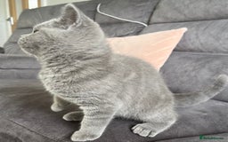 British Shorthair cats for sale: British Shorthair Female kitten-Ready to leave now in Keighley - Image 2
