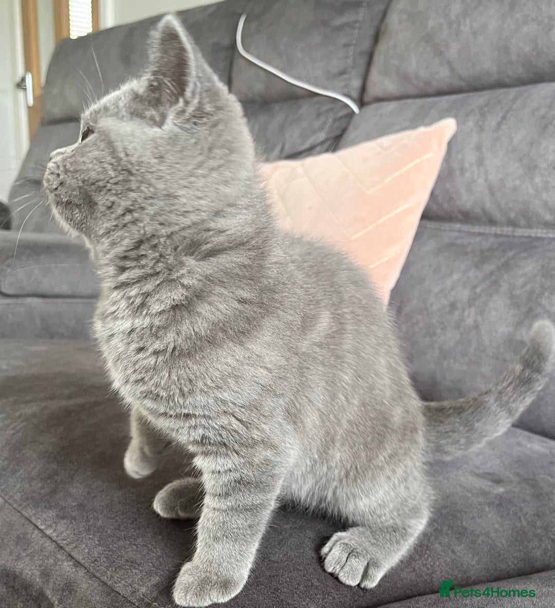 British Shorthair cats for sale: British Shorthair Female kitten-Ready to leave now in Keighley - Image 2