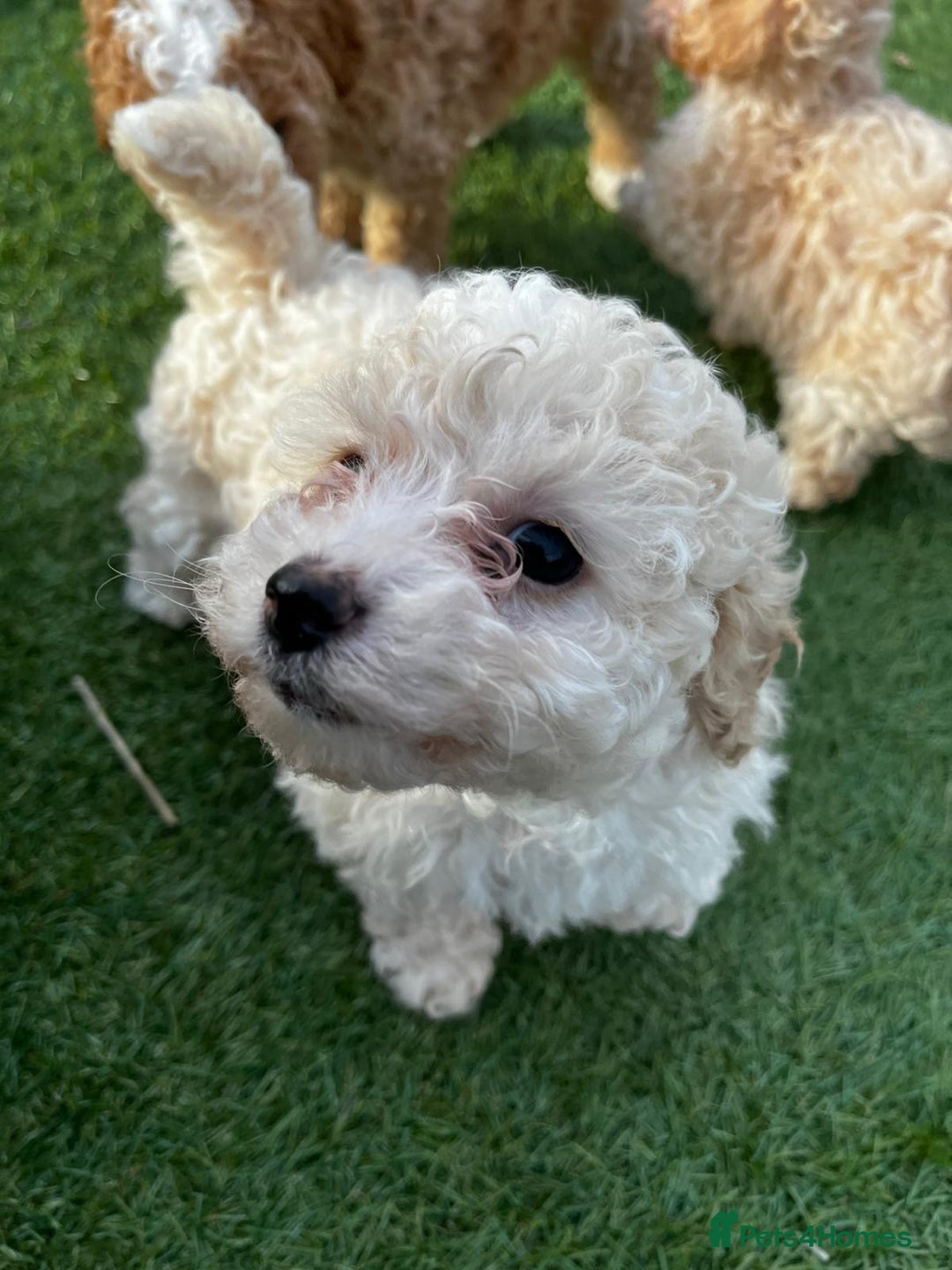 Cavapoo dogs for sale: Beautiful cavapoo puppies  - Image 31