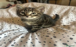 Domestic Shorthair cats for sale: BEAUTIFUL KITTENS FOR SALE, READY TO GO 29th AUG - Image 1