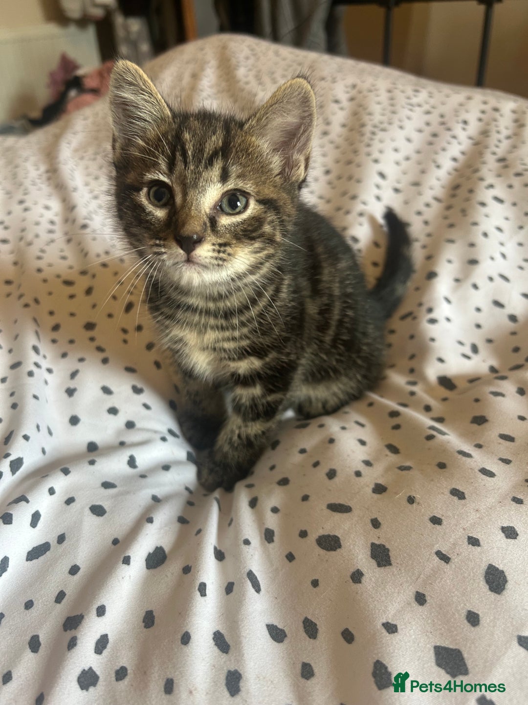 Domestic Shorthair cats for sale: BEAUTIFUL KITTENS FOR SALE, READY TO GO 29th AUG - Image 1