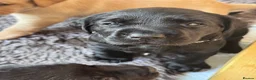 Labrador Retriever dogs for sale: KC Registered beautiful working labrador puppies in Oldham - Advert 27