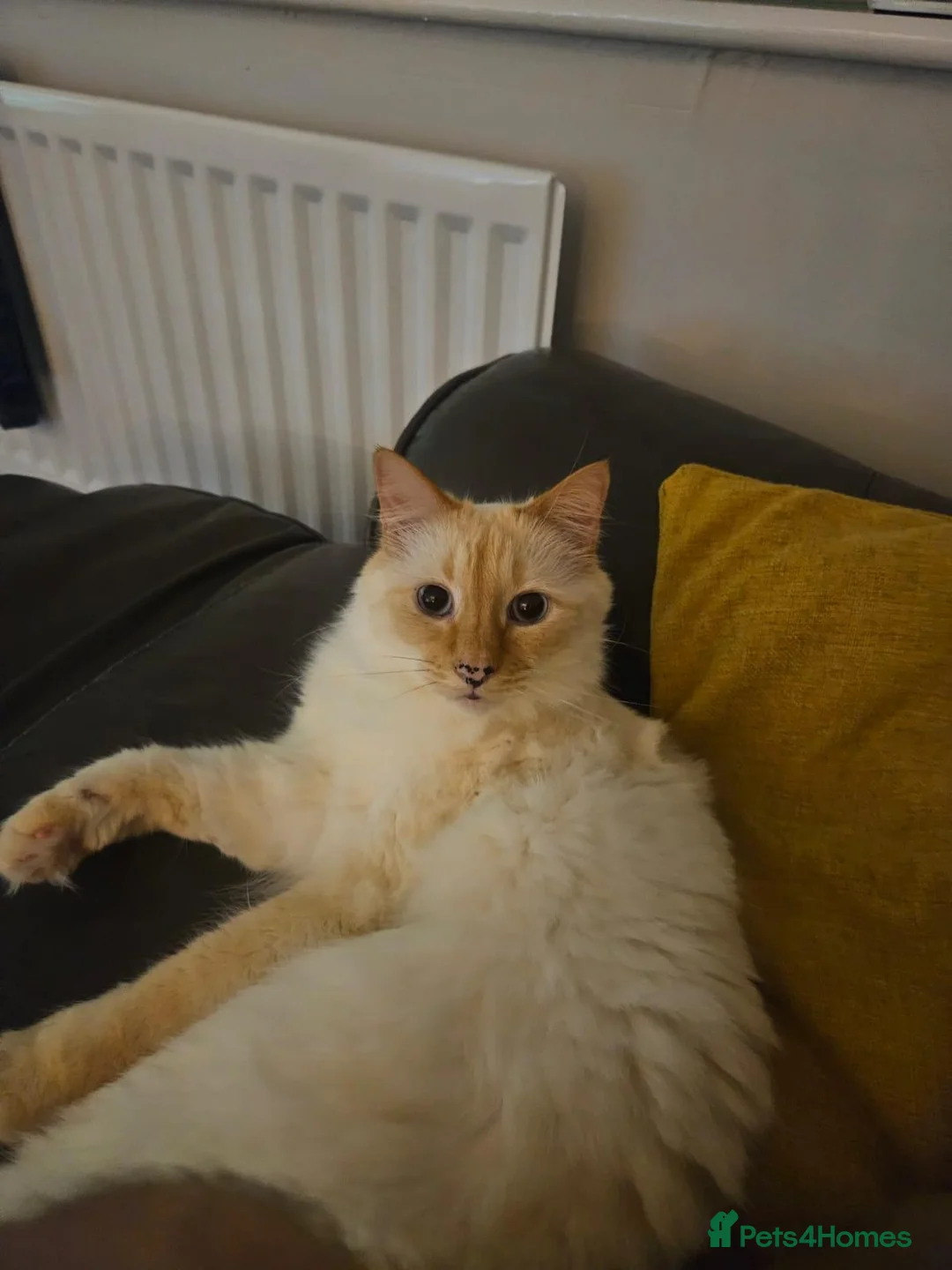 Mixed Breed cats for sale: Leo looking for loving home. in Preston - Advert 6