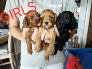Cavapoo dogs 8 little fluffs available soon - Advert 15
