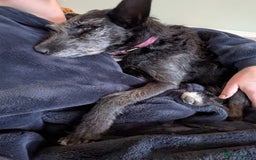 Mixed Breed dogs for adoption: Sweet Gabby looking for LOVe - Image 6