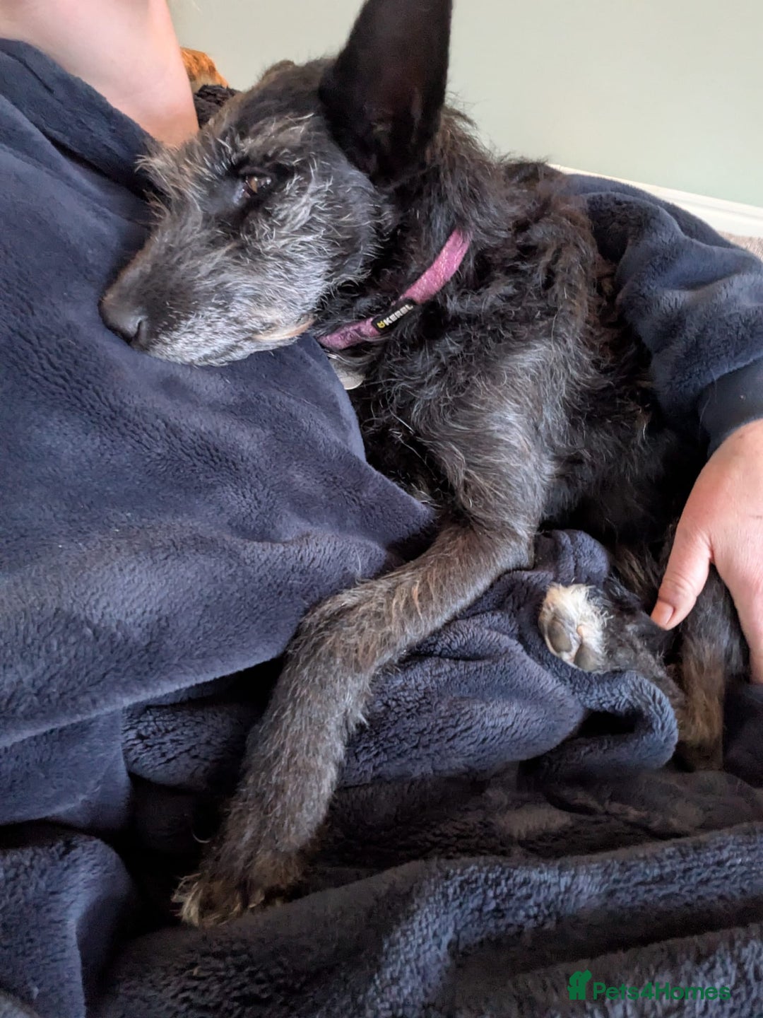 Mixed Breed dogs for adoption: Sweet Gabby looking for LOVe - Image 6