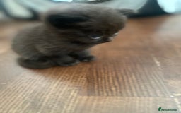 British Shorthair cats for sale: Kitten - Image 5