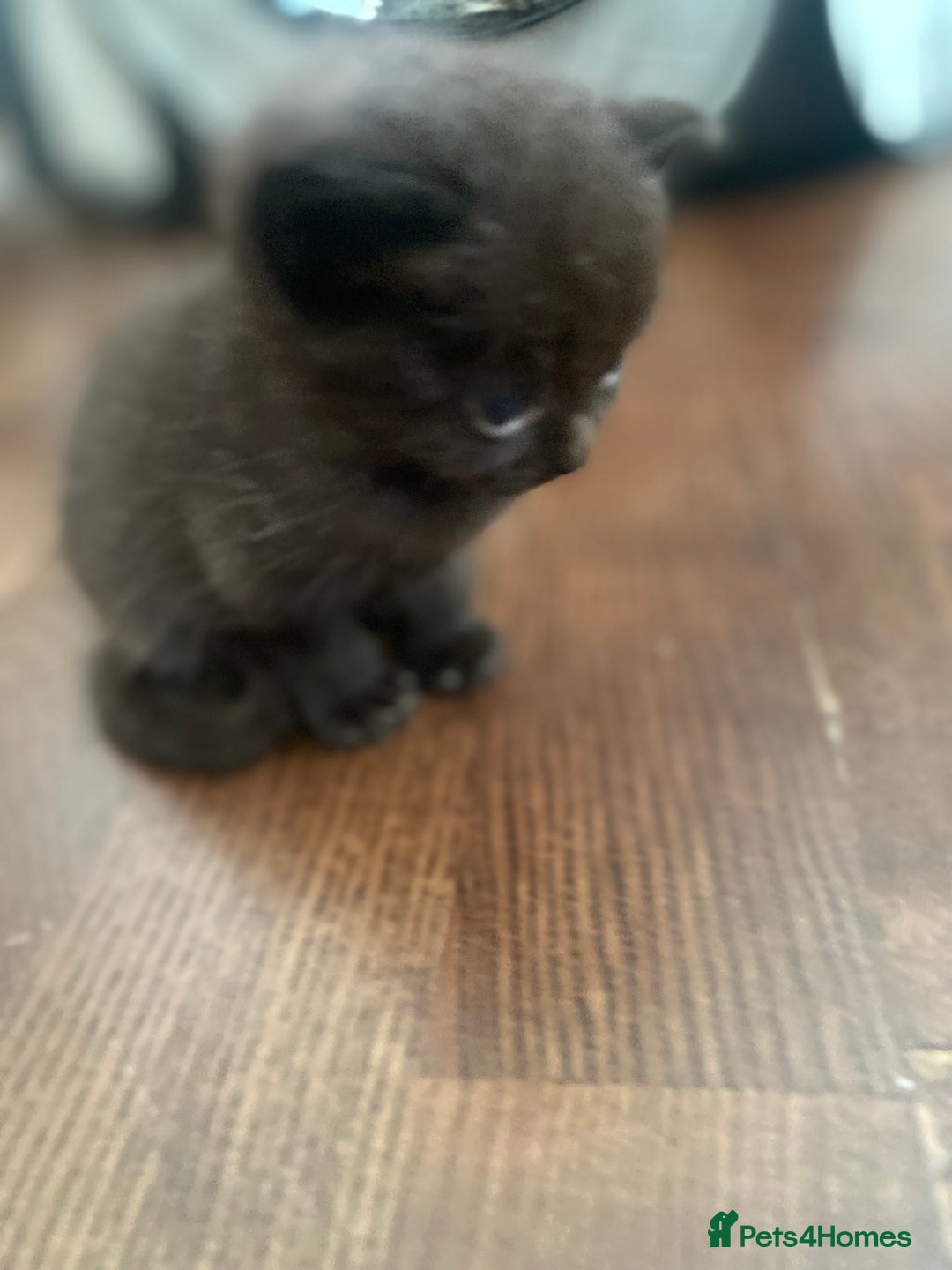 British Shorthair cats for sale: Kitten - Image 5