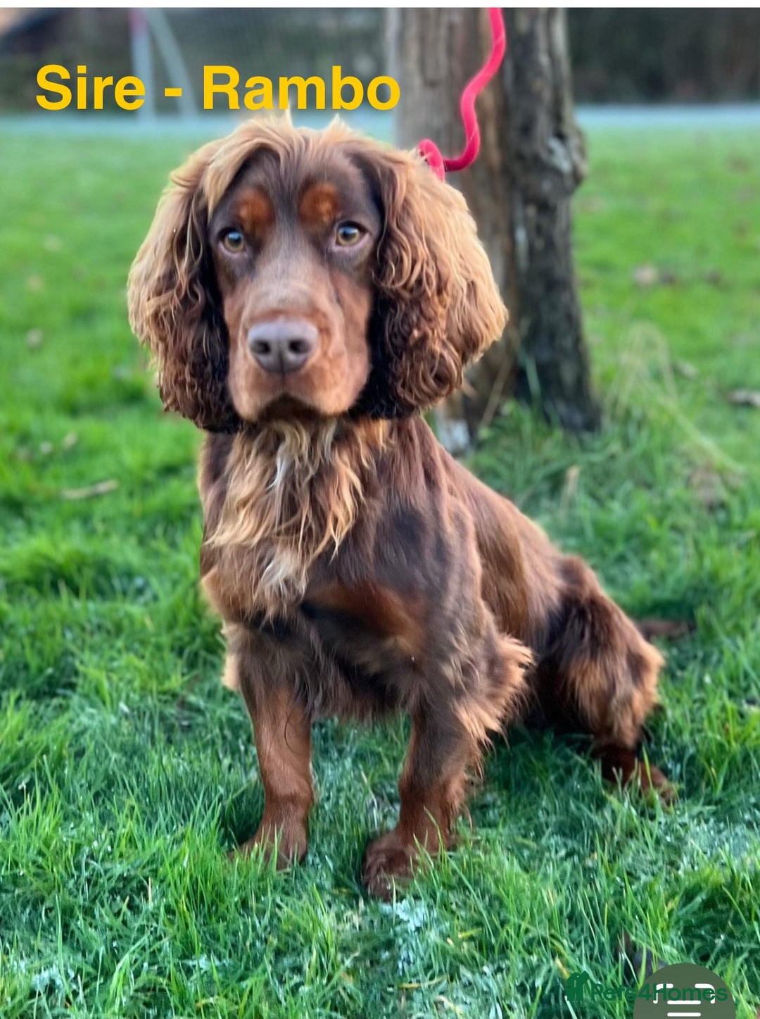 Cocker Spaniel dogs for sale: Cocker Spaniel Purebred Puppies Bitches available - Image 36