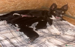 Mixed Breed dogs for sale: Kelpie x Collie puppies for sale!  - Image 14