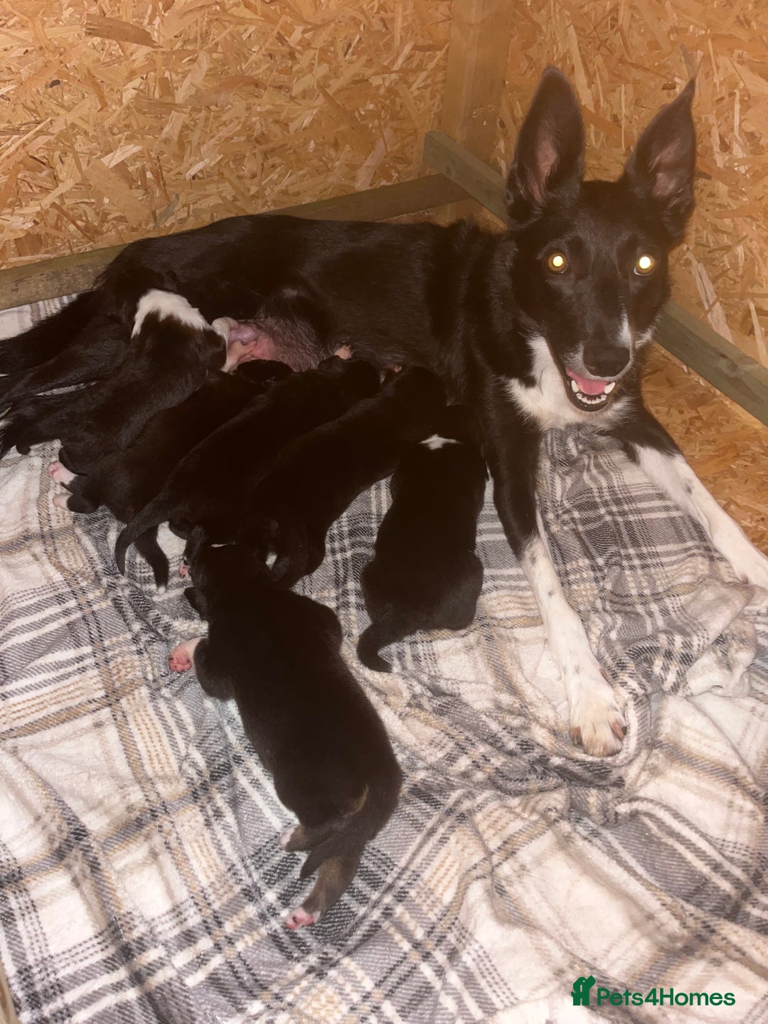Mixed Breed dogs for sale: Kelpie x Collie puppies for sale!  - Image 14