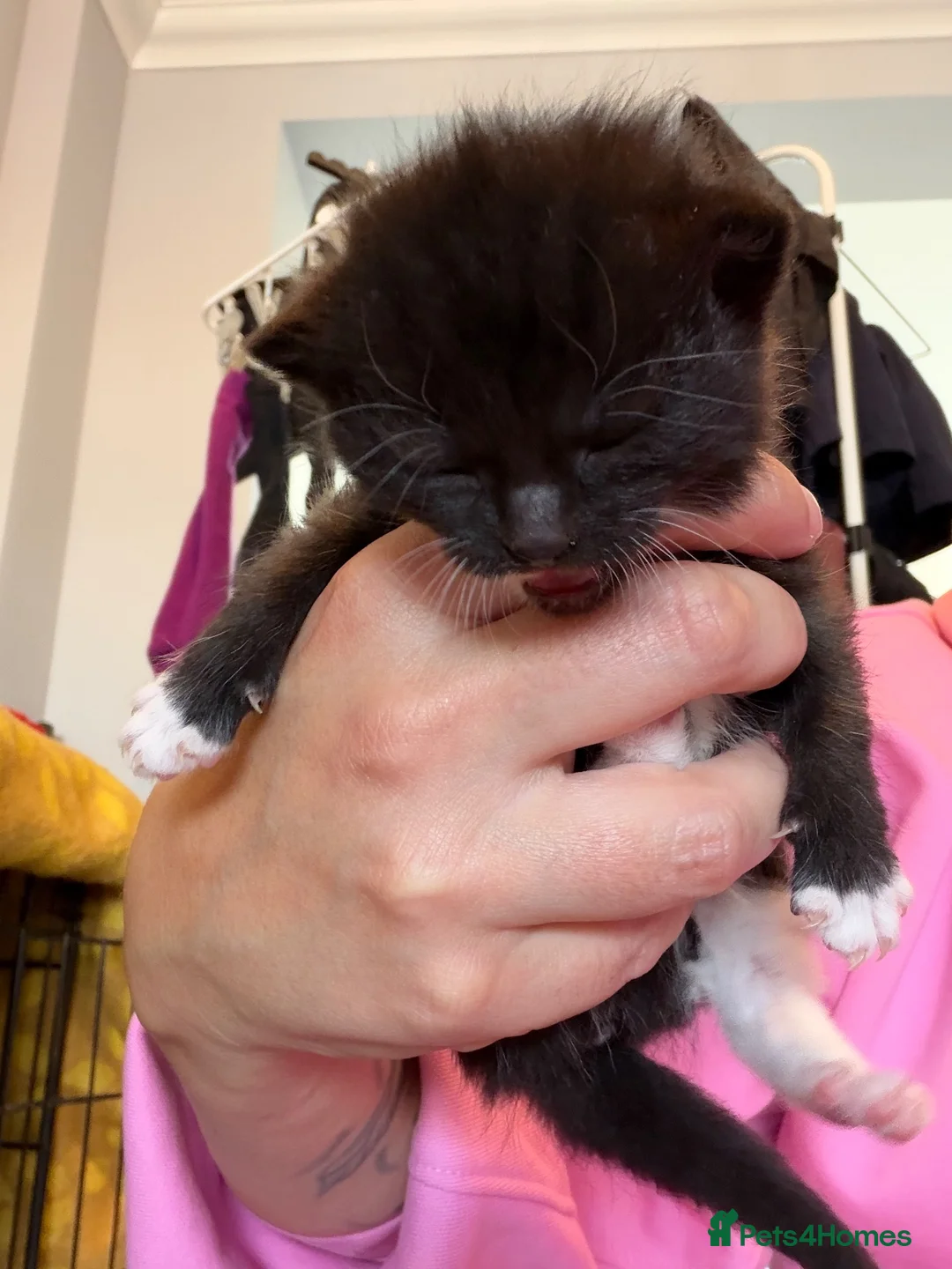 Mixed Breed cats for sale: 5 beautiful kittens - Advert 6
