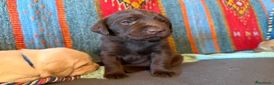 Labrador Retriever Puppy 4