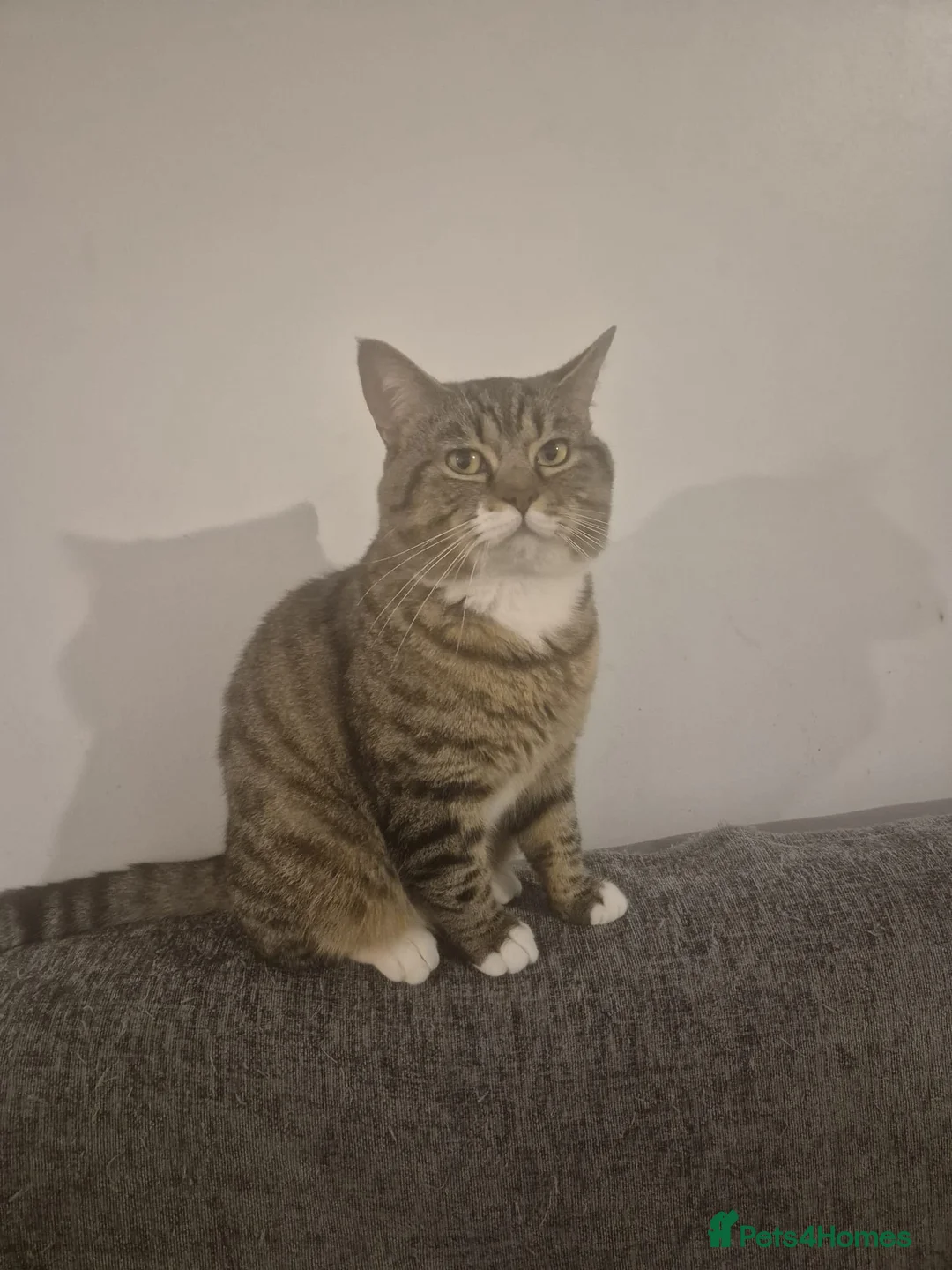 British Shorthair cats for sale: Beautiful British shorthair & Tabby mix cat - Advert 3