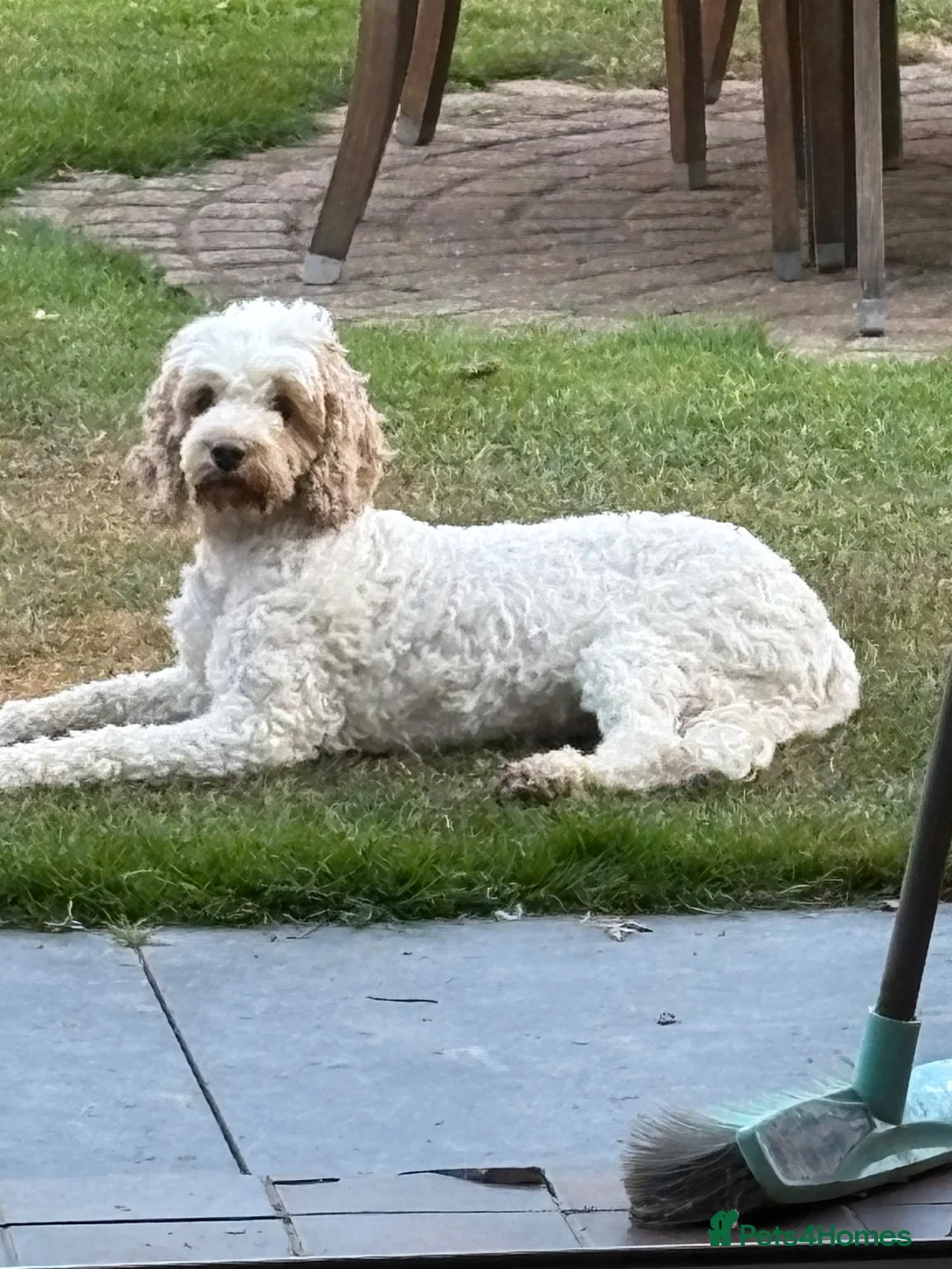 Cockapoo dogs for sale: Cockapoo Puppies   Gorgeous! - Advert 2