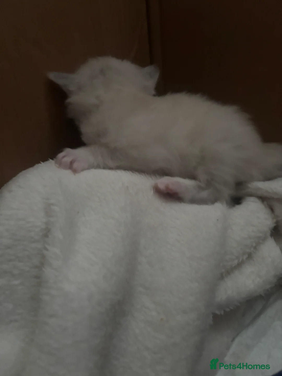 Ragdoll cats for sale: Ragdoll kittens  - Advert 5