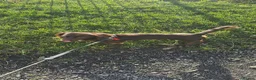Miniature Dachshund dogs for sale: Miniature long-haired dachshund - Advert 6